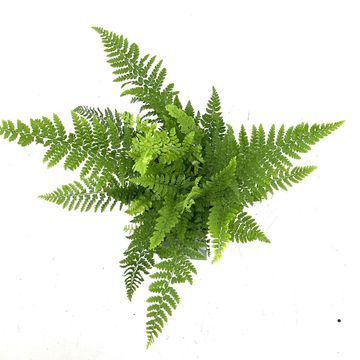 Polystichum setiferum