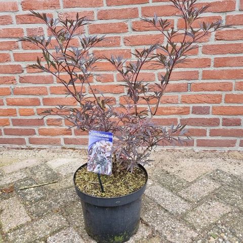 Sambucus nigra BLACK LACE