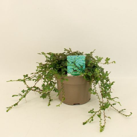 Selaginella 'Peacock'