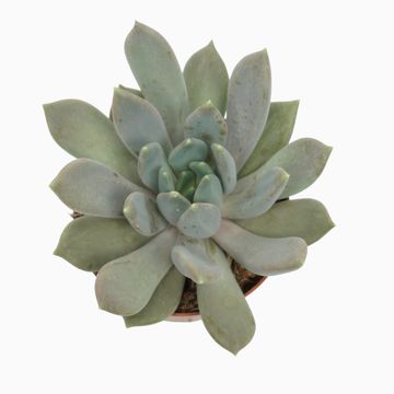 x Pachyveria 'Draco'