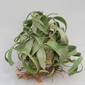 Tillandsia streptophylla