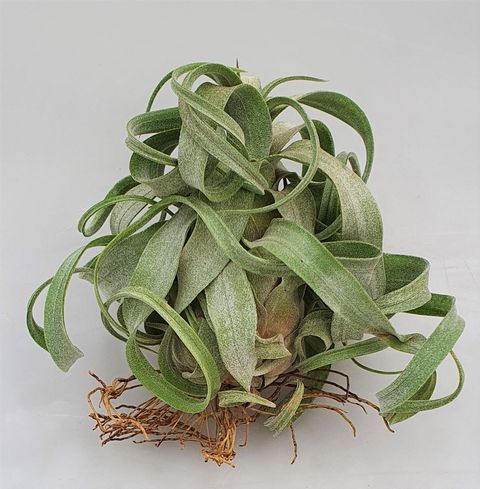 Tillandsia streptophylla