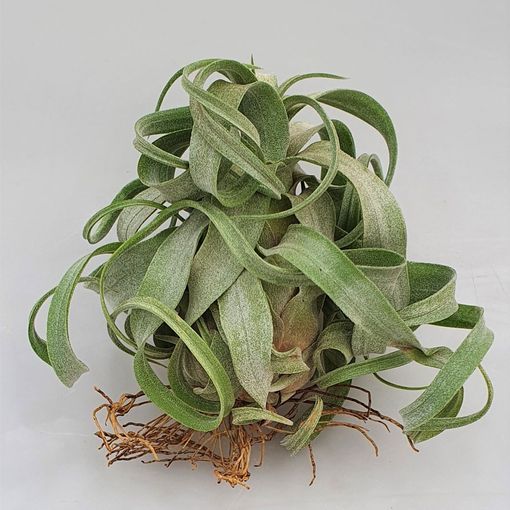 Tillandsia streptophylla