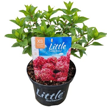 Hydrangea paniculata LITTLE XS RUBY ROSY