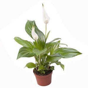 Spathiphyllum Silver Cupido P17 Cm H65 85 Cm Plant Wholesale Floraccess