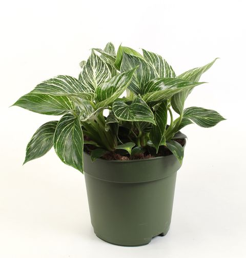 Filodendro BIRKIN / WHITE MEASURE