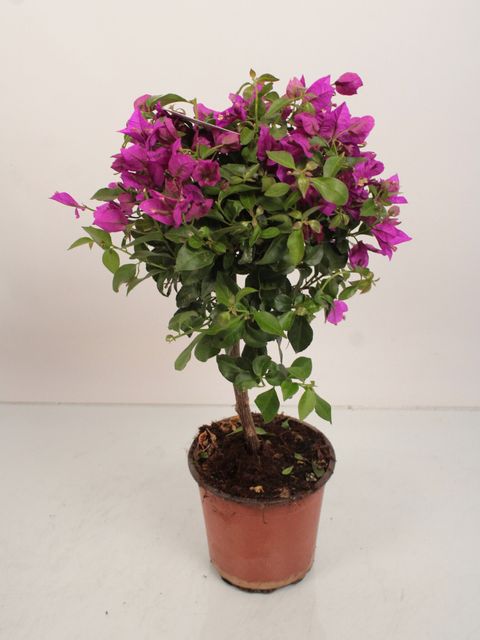 Bougainvillea 'Alexandra'