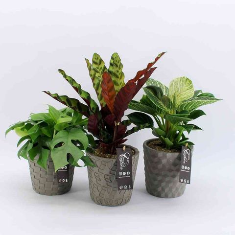 Arrangement Houseplants