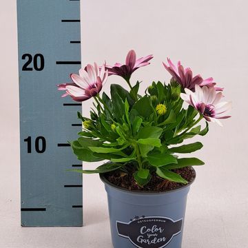 Osteospermum SEÑORITA QUINTY