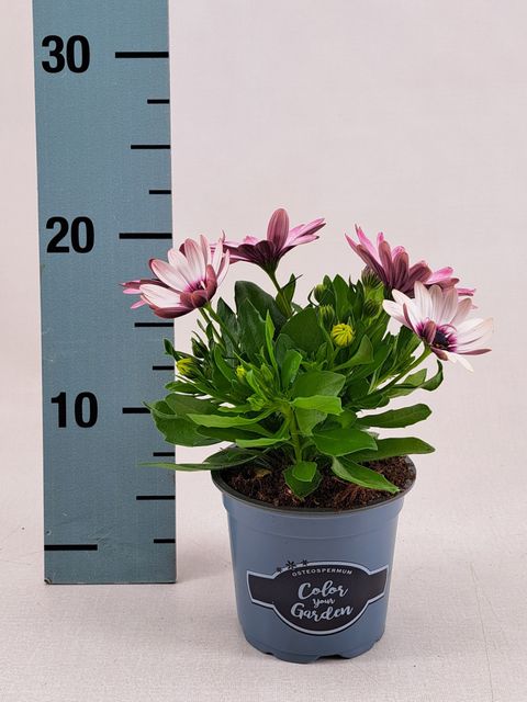 Osteospermum SEÑORITA QUINTY