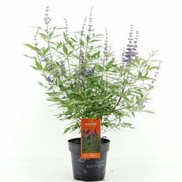 Vitex agnus-castus FIRST EDITIONS QUEEN BEE