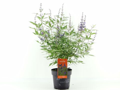 Vitex agnus-castus FIRST EDITIONS QUEEN BEE