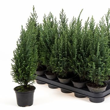 Chamaecyparis lawsoniana 'Ellwoodii'