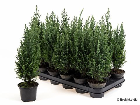 Chamaecyparis lawsoniana 'Ellwoodii'