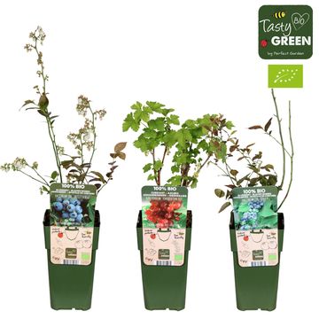 Plantas frutales MIX