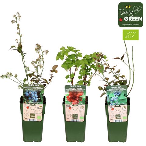 Plantas frutíferas MIX