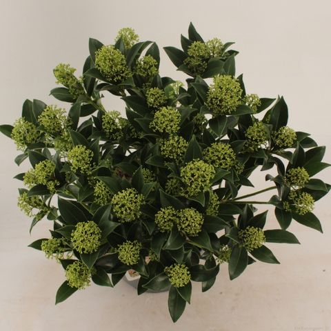 Skimmia japonica 'Marlot' — Plant Wholesale FlorAccess