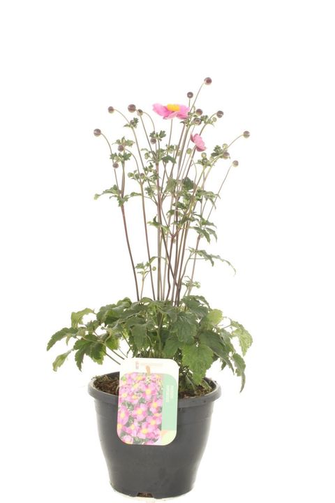 Anemone hupehensis SUMMER BREEZE BRIGHT PINK