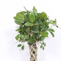 Ficus benghalensis