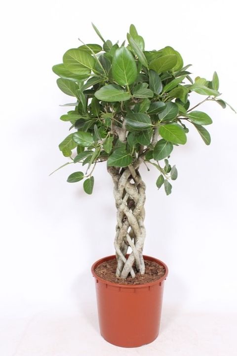 Ficus benghalensis