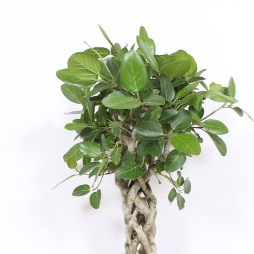 Ficus benghalensis