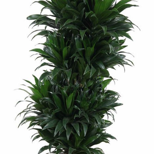 Dracaena fragrans 'Compacta'