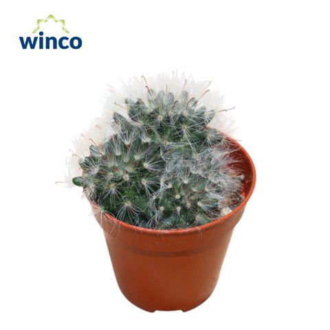 Mammillaria bocasana