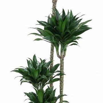 Dracaena fragrans 'Compacta'