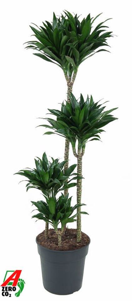 Dracaena fragrans 'Compacta'