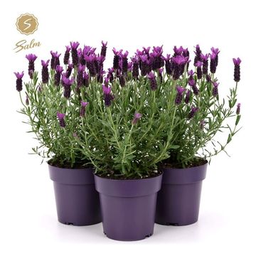Lavandula stoechas 'Анук'