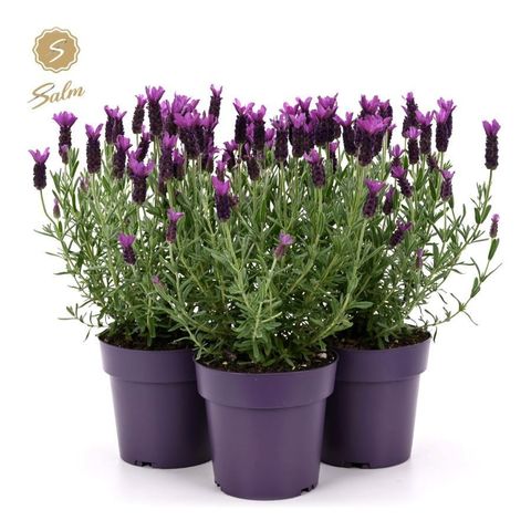 Lavandula stoechas 'Anouk'
