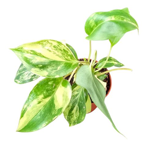Philodendron burle-marxii 'Variegata'