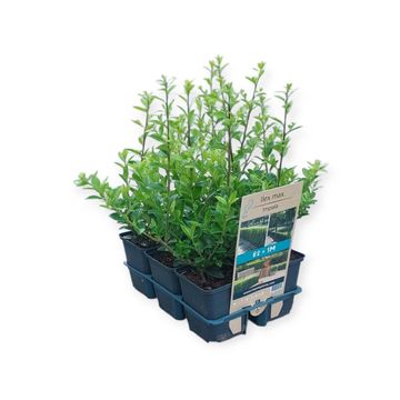 Ilex maximowicziana kanehirae