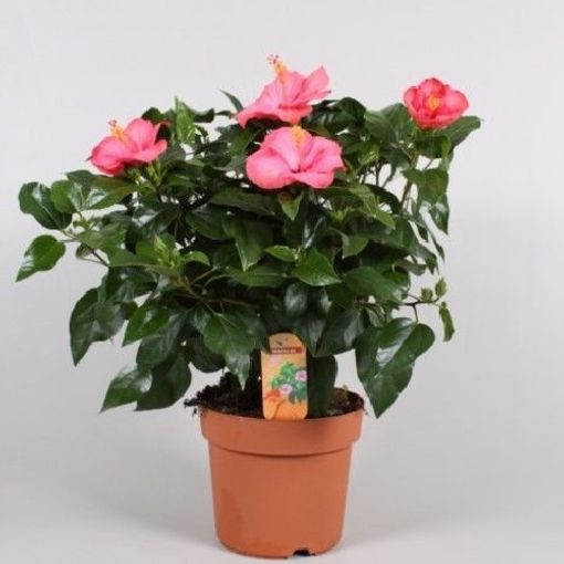 Hibiscus Rosa Sinensis Sunny Venetie T17cm H50 55cm Pflanzen