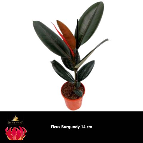 Ficus elastica 'Burgundy'