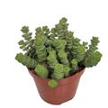 Crassula marnieriana 'Hottentot'