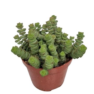 Crassula marnieriana 'Hottentot'