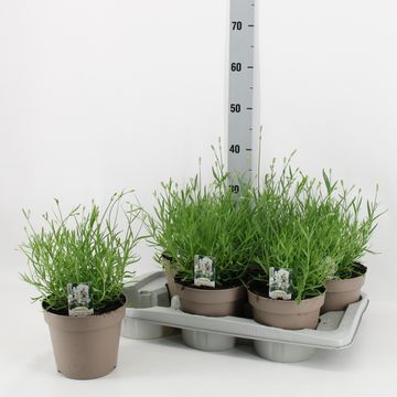 Lavandula angustifolia AROMANCE WHITE