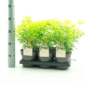 Choisya WHITE DAZZLER