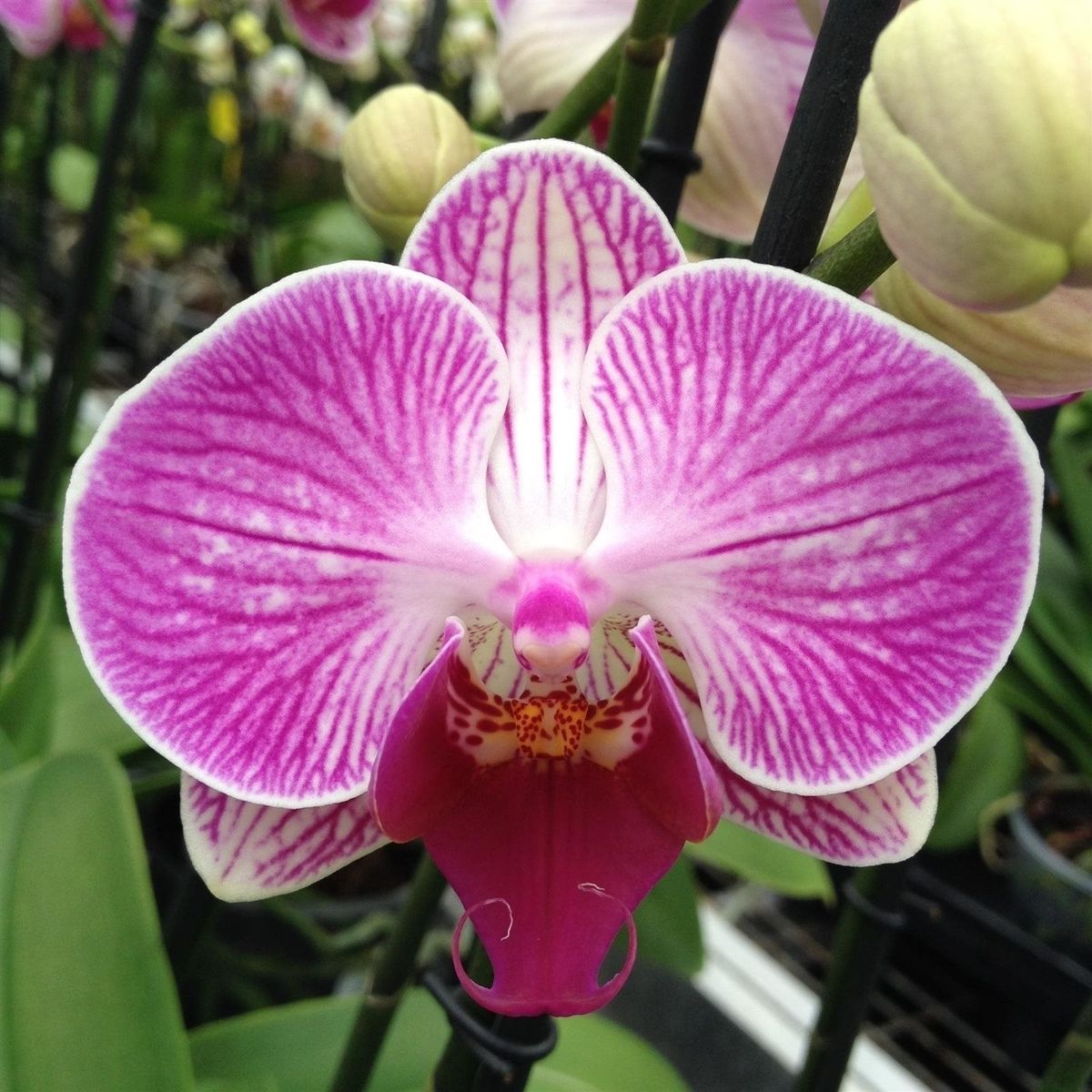 Phalaenopsis LENNON — Plant Wholesale FlorAccess