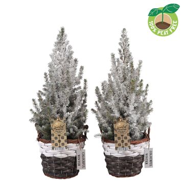 Picea glauca 'Conica'