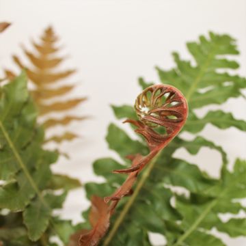 Blechnum brasiliense 'Volcano'