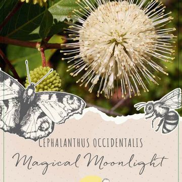 Cephalanthus occidentalis MOONSHINE FANTASY