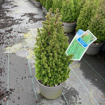 Chamaecyparis thyoides 'Top Point'