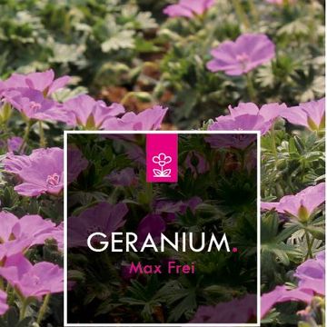 Geranium sanguineum 'Max Frei'