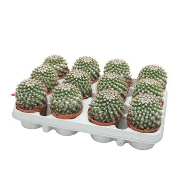 Mammillaria voburnensis