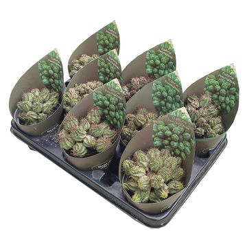 Euphorbia pseudoglobosa