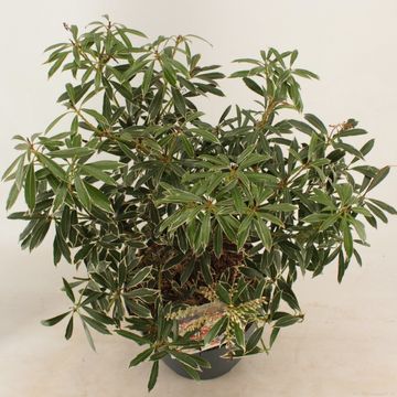 Pieris 'Flaming Silver'