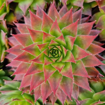 Sempervivum TOETIE FROETIES SPYKES