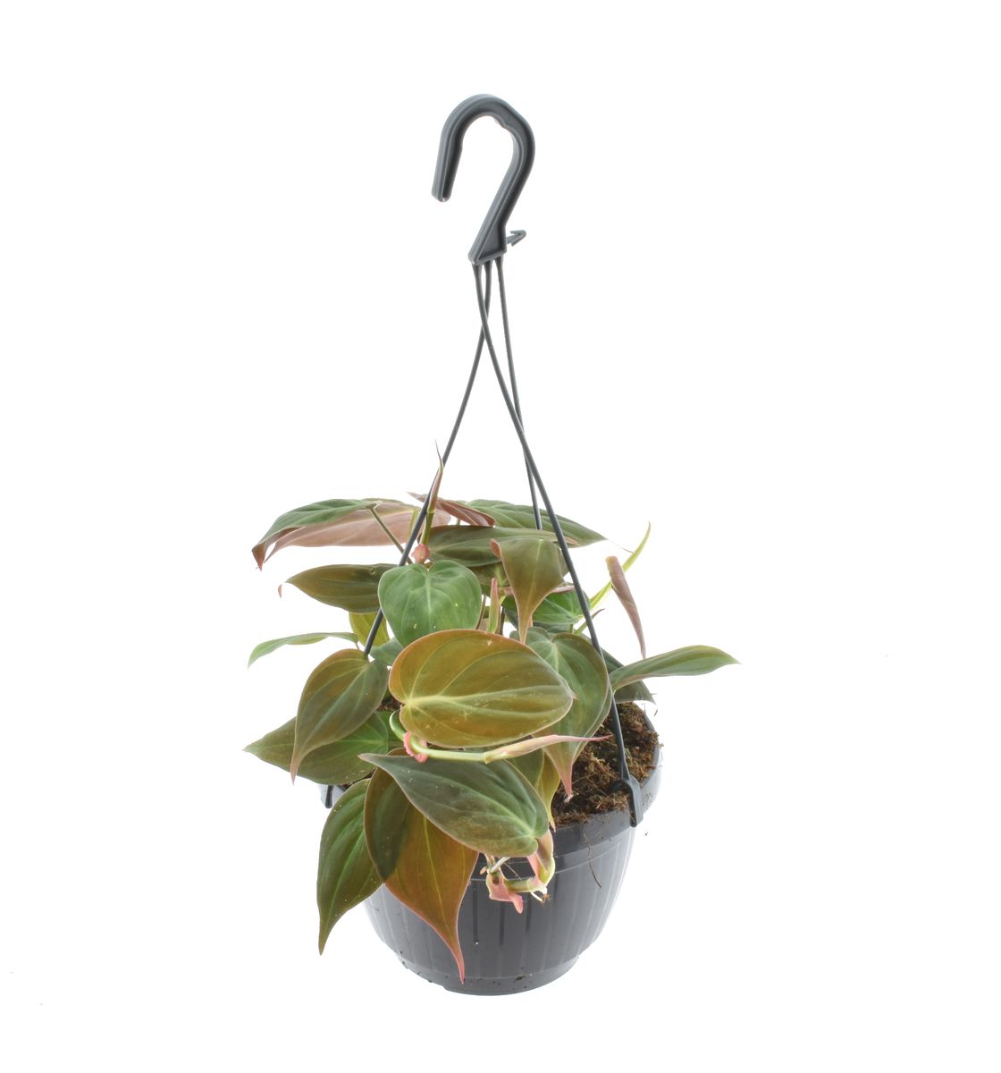 Philodendron scandens micans — Plant Wholesale FlorAccess